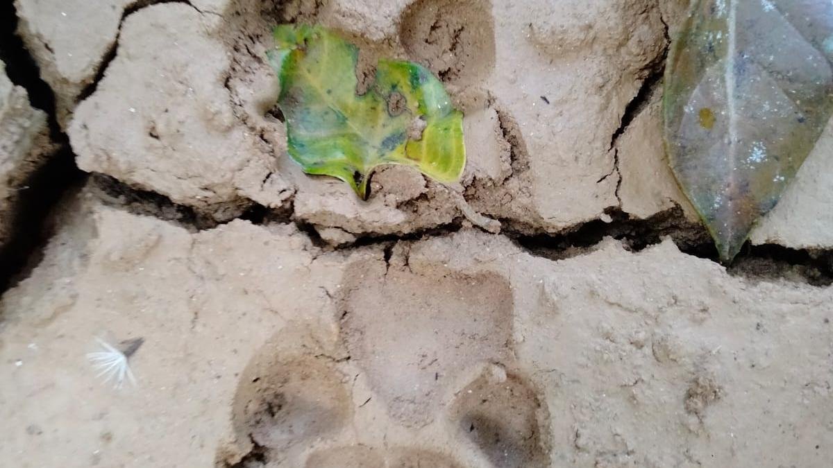 इडुक्की पंचायतों में बाघों, तेंदुओं की मौजूदगी से दहशत