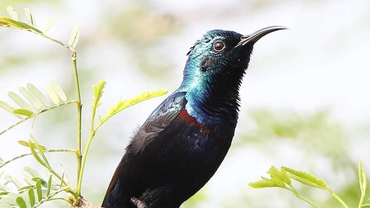 टीएन बर्ड सेंसस |  विल्लुपुरम, कल्लाकुरिची जिलों में स्थलीय पक्षियों की 130 प्रजातियां दर्ज की गईं