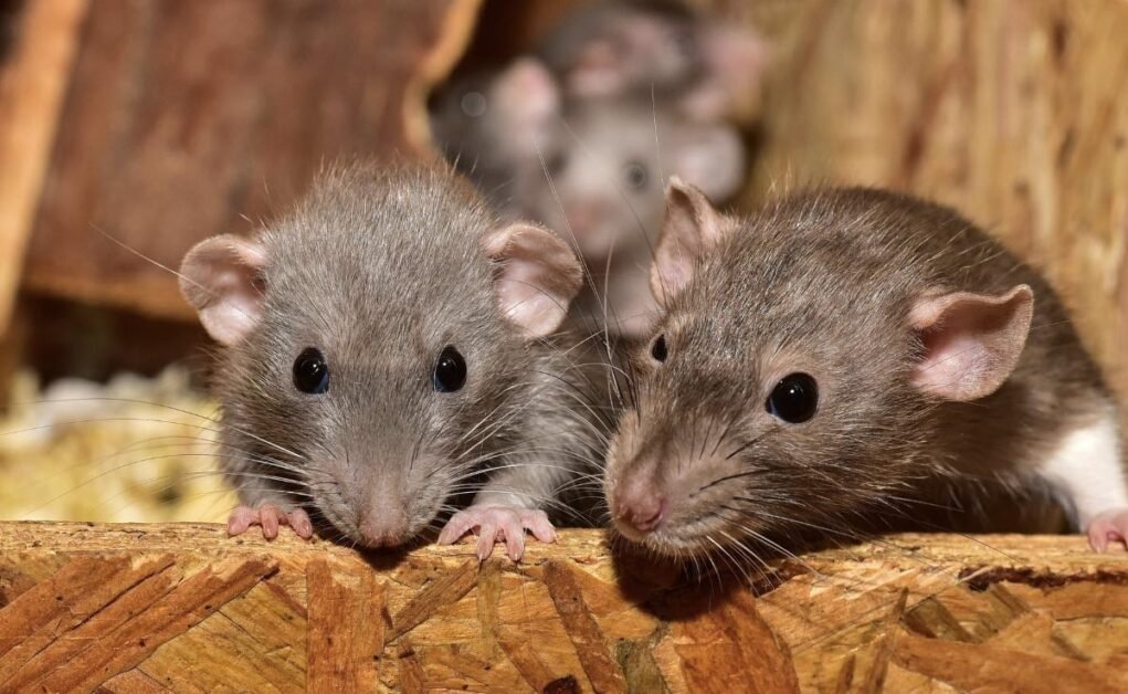 न्यू यॉर्क सिटी के चूहे कोविद वेरिएंट ले सकते हैं, नया अध्ययन ढूँढता है