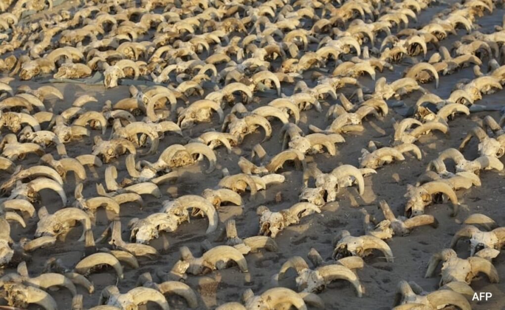 मिस्र के मंदिर में 2,000 से अधिक ममीकृत भेड़ के सिर मिले