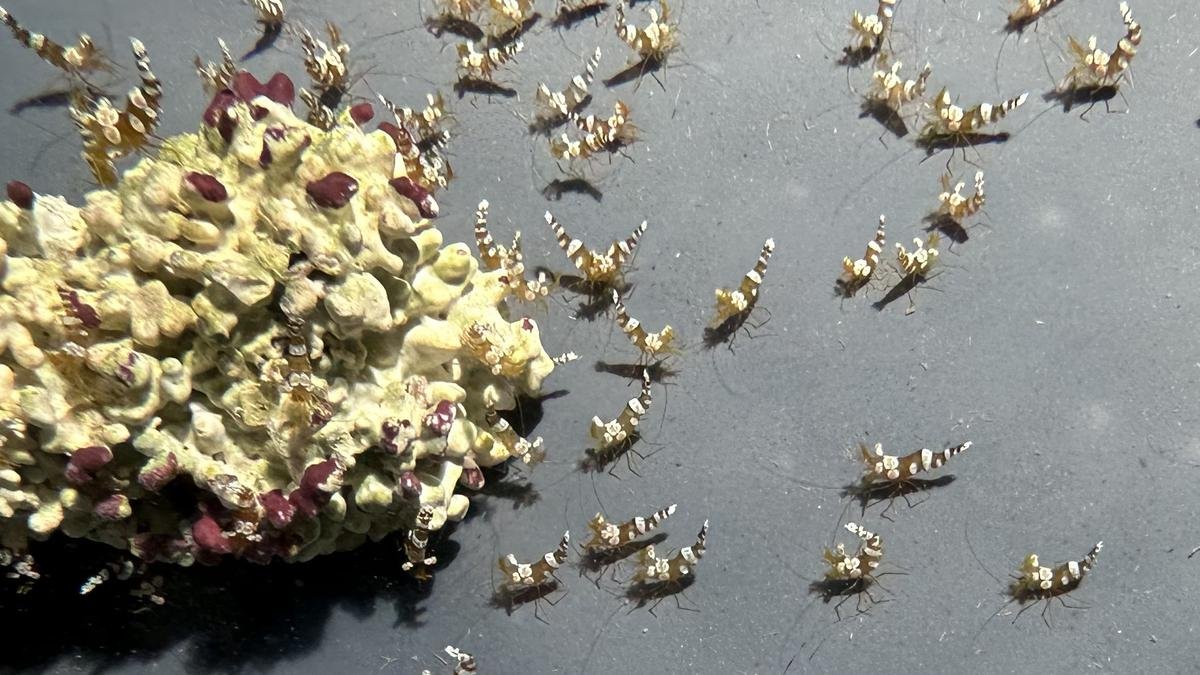 लक्षद्वीप की महिलाओं की मदद के लिए सजावटी मछली एक्वाकल्चर