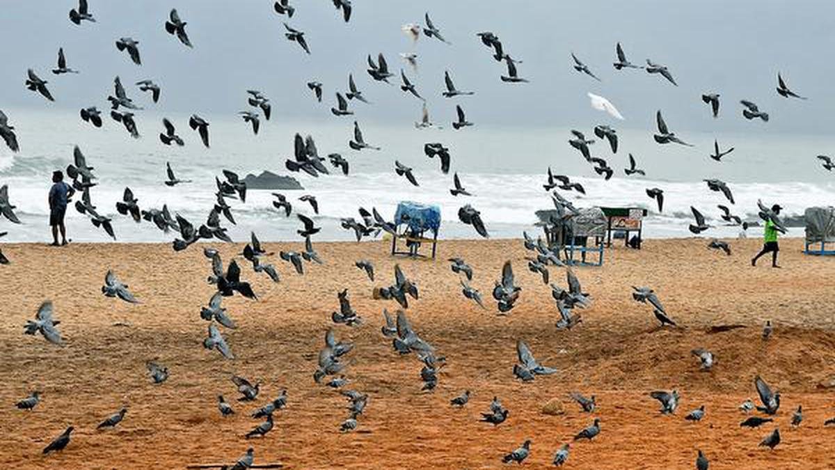 व्यवसायी के घर से 25 कबूतर चोरी