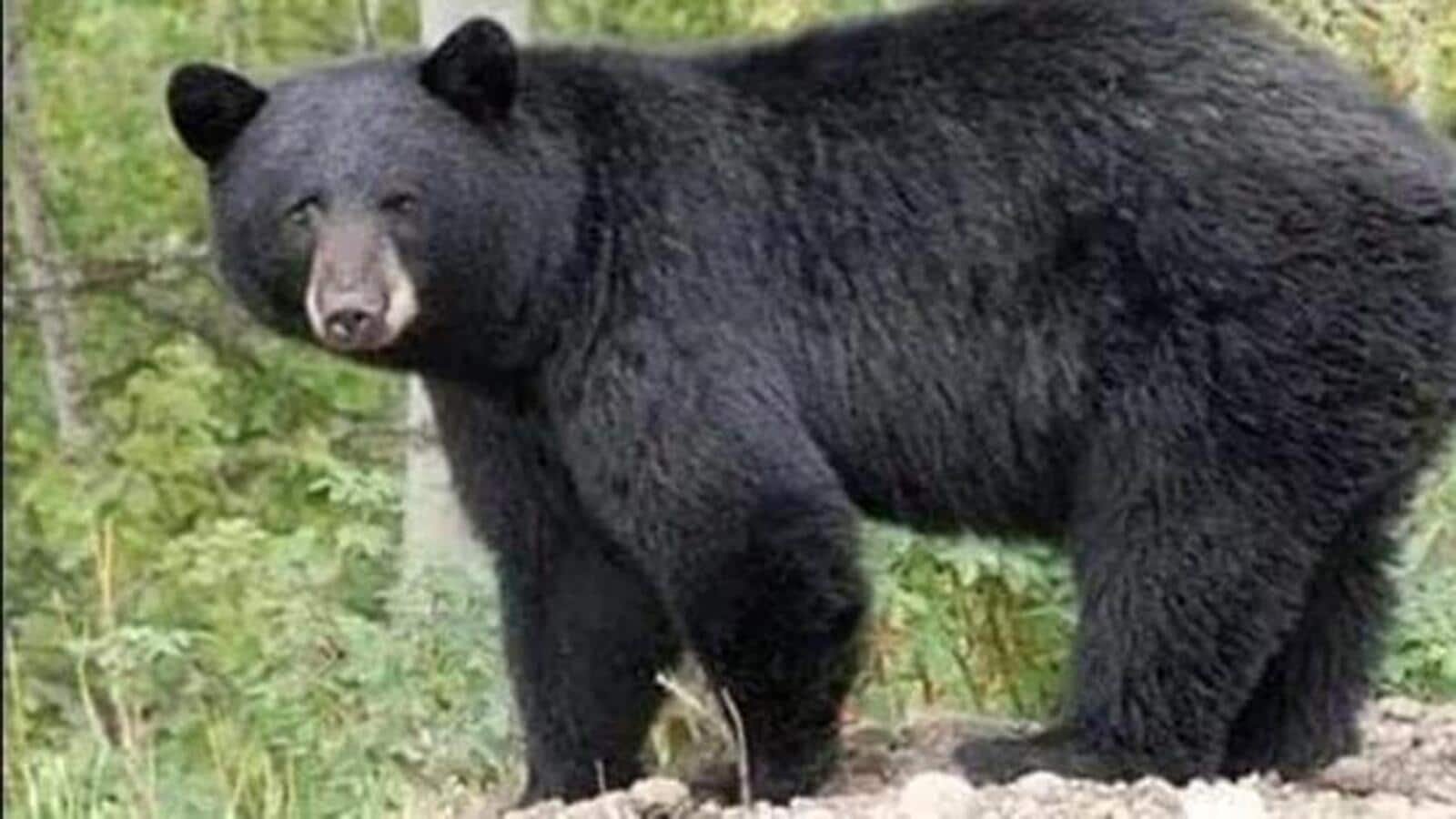 बिहार वन विभाग मुंगेर के जंगलों को वन्यजीव अभयारण्य में बदलने पर विचार कर रहा है: अधिकारी