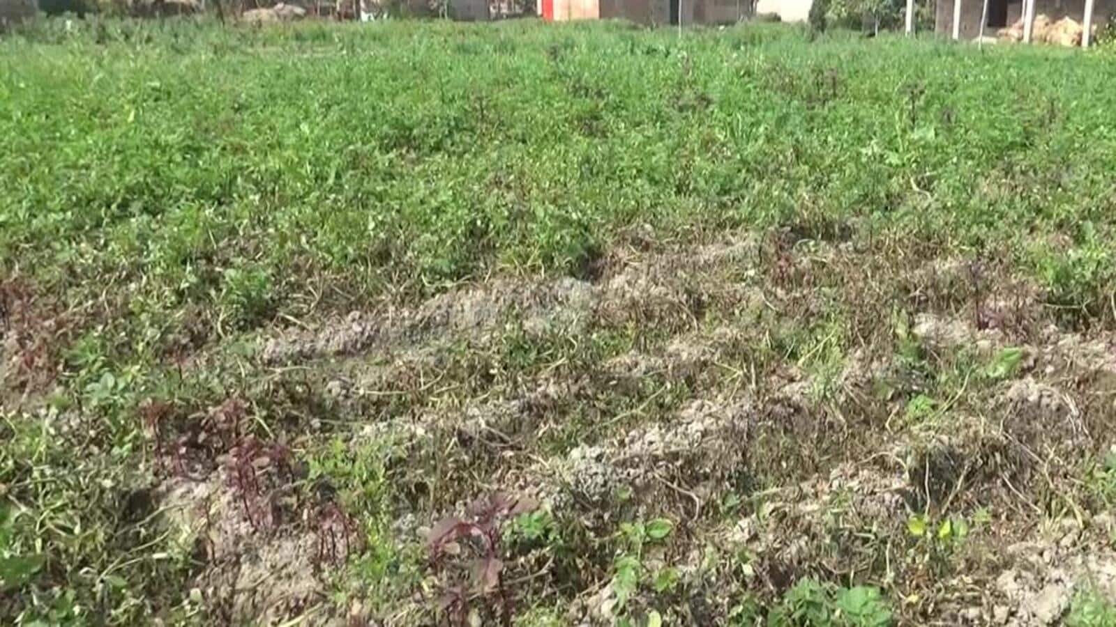 बिहार सहकारिता विभाग ने फसल नुकसान की भरपाई के लिए किसानों को मुआवजा देने की प्रक्रिया शुरू की