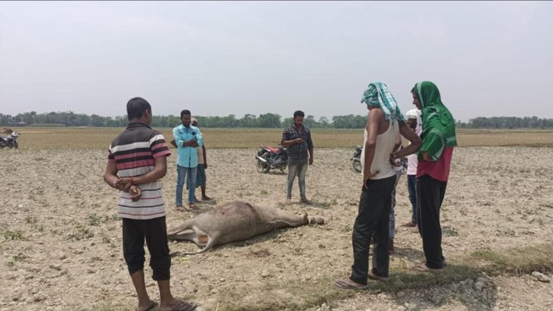 मधेपुरा में किसानों के कहने पर शूटरों ने 13 नीलगाय को मार डाला