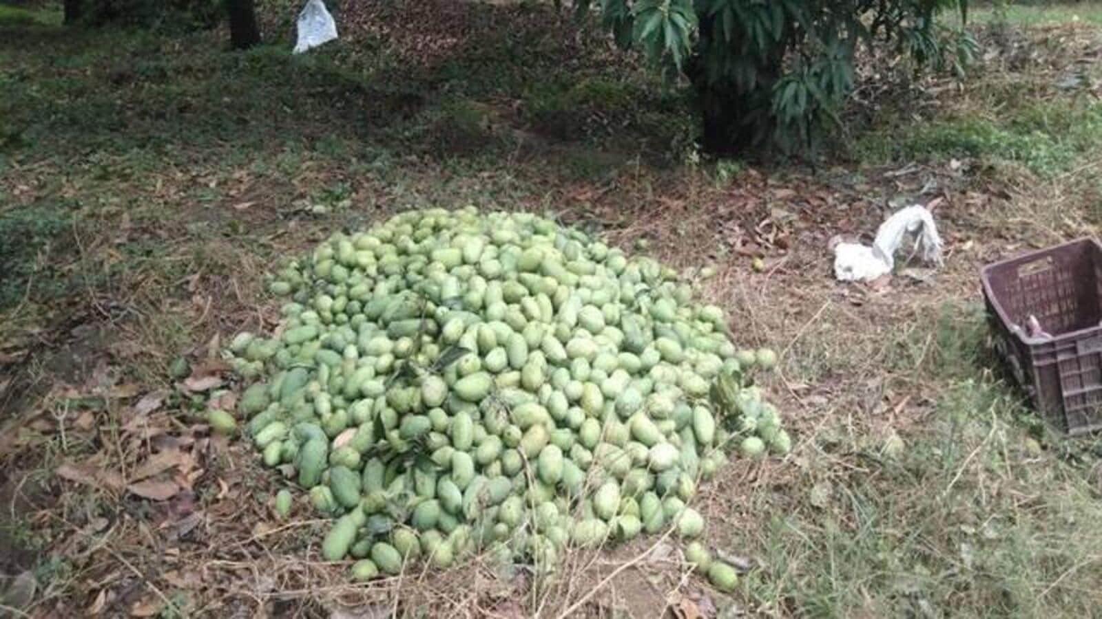 बिहार के मधेपुरा में तूफान से 3 की मौत;  आम, केले की फसल सबसे ज्यादा प्रभावित हुई है