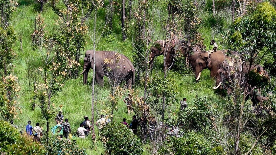 अरिकोम्पन अभी भी चावल के लिए आता है