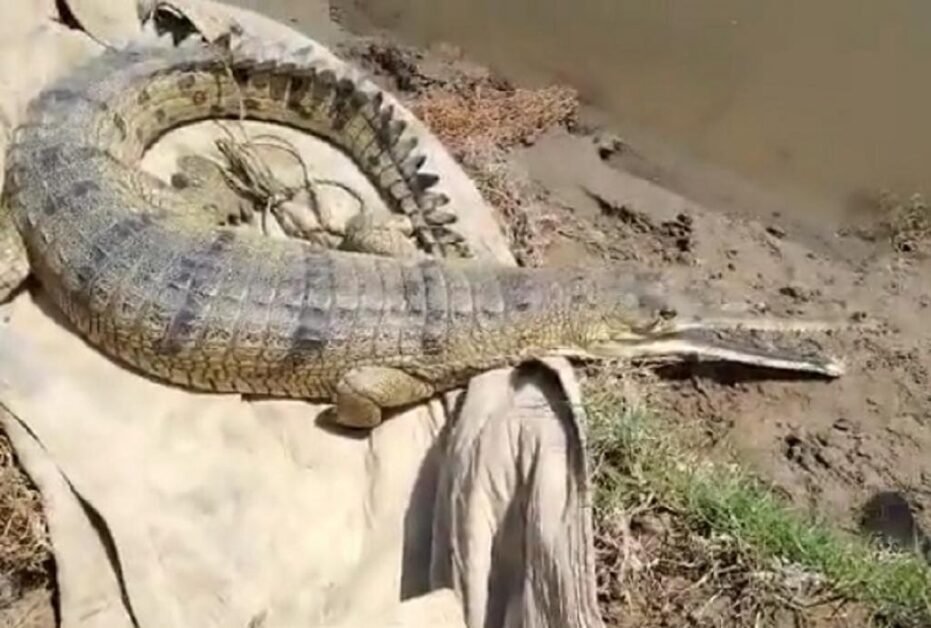 बिलाल मुस्तफा द्वारा ट्विटर पर साझा किए गए वीडियो का एक स्क्रीनग्रैब।