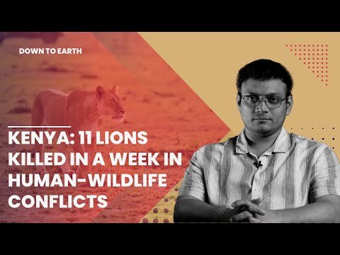 केन्या में एक हफ्ते में 11 शेरों की मौत जलवायु से जुड़े मानव-वन्यजीव संघर्ष के रूप में हुई है