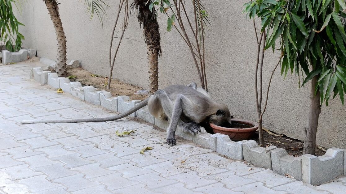 गुजरात भीषण गर्मी की चपेट में है