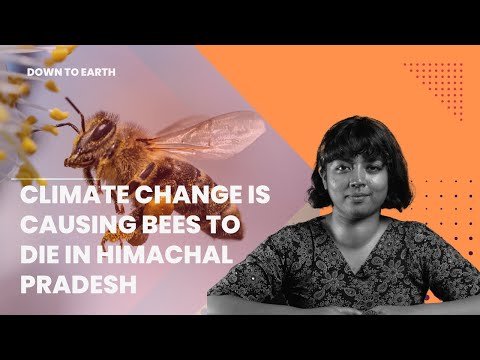 जलवायु परिवर्तन से इस साल हिमाचल और कश्मीर में सेब का संकट हो सकता है;  ऐसे