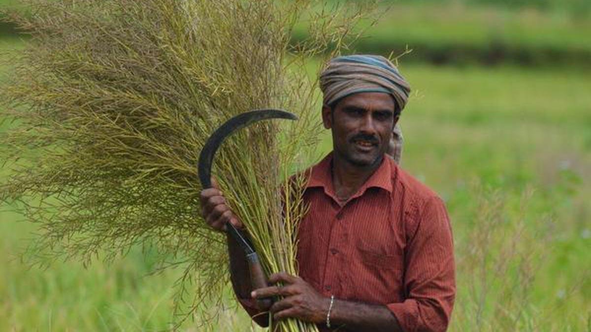 जीएम सरसों की जड़ी-बूटी-सहिष्णु प्रकृति पर सरकार 'गुमराह' कर रही है: जीएम मुक्त भारत का गठबंधन