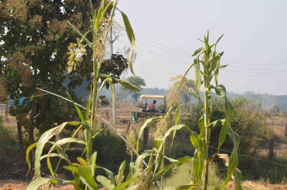 डीटीई रिपोर्ताज: फील्ड परीक्षणों में नैनो यूरिया का प्रदर्शन कैसा रहा