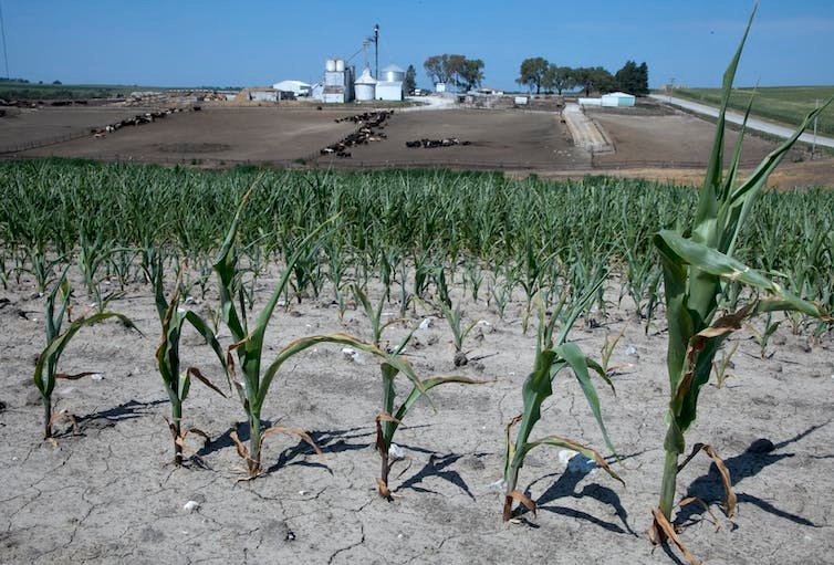 पृष्ठभूमि में मवेशियों के साथ एक खेत के साथ छोटे, उदास दिखने वाले मकई के डंठल का एक सूखा मैदान।