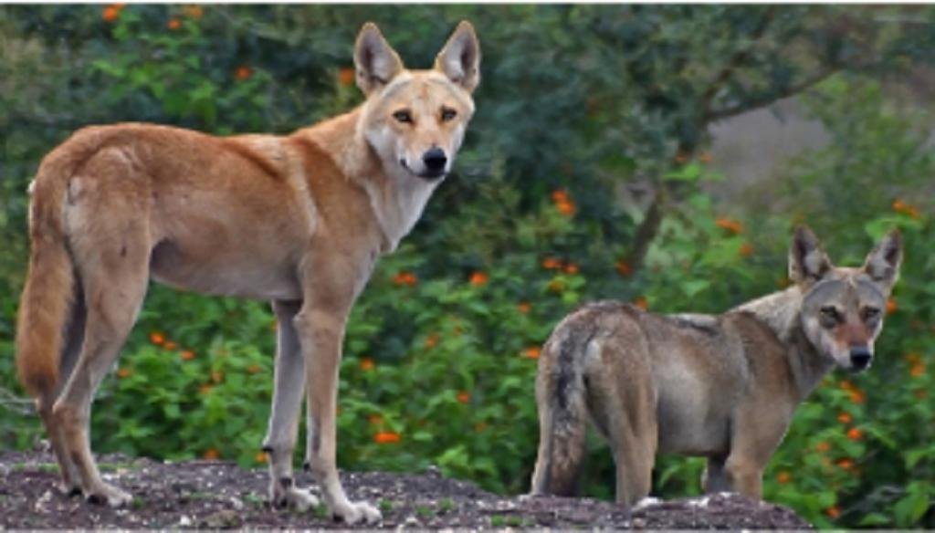 पीले रंग का व्यक्ति जो एक संदिग्ध भेड़िया-कुत्ता है जैसा कि पुणे के पास शोधकर्ताओं द्वारा खींचा गया है।  फोटो: सिद्धेश ब्रम्हणकर