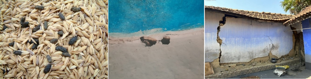 पारिस्थितिक रूप से आधारित कृंतक प्रबंधन ग्रामीण भारत में कीटों को नियंत्रित करने में मदद कर सकता है