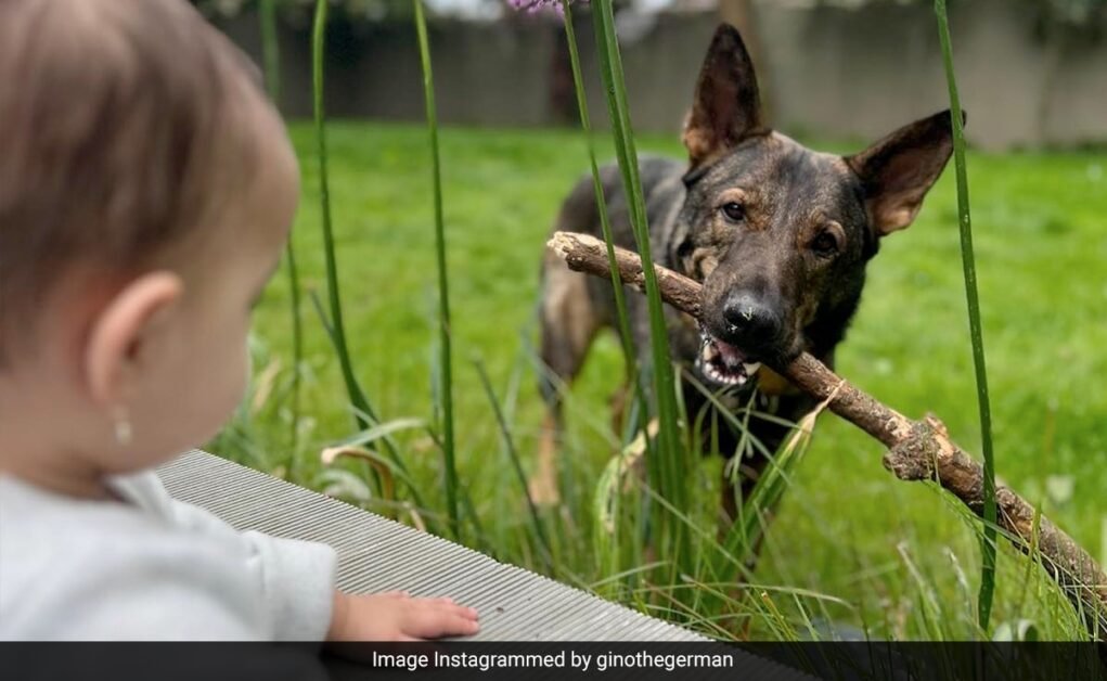 प्रियंका चोपड़ा और निक जोनास की बेटी मालती मैरी को अभी एक नया साथी मिला है और वह बहुत प्यारी है