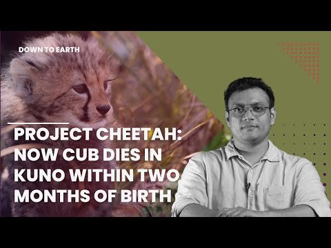 प्रोजेक्ट चीता : अब जन्म के 2 महीने के भीतर कूनो में शावक की मौत
