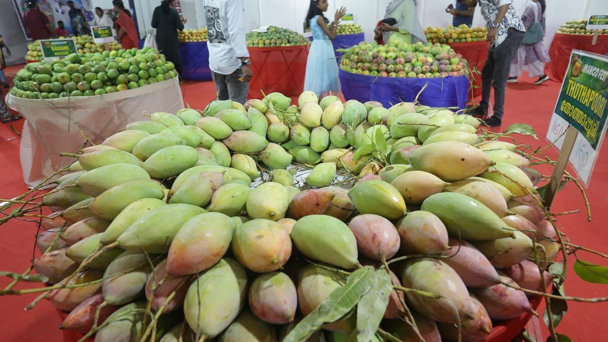 मरीन ड्राइव पर मैंगो फेस्ट शुरू हो गया है