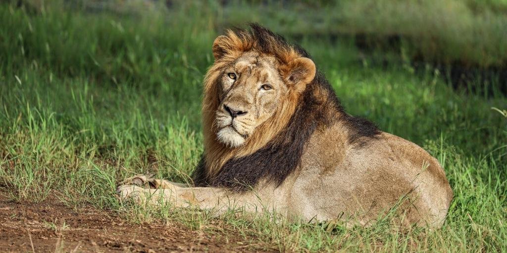 एक बार विलुप्त होने के कगार पर, गुजरात के गिर जंगलों में एशियाई शेर उल्लेखनीय रूप से बरामद हुए हैं।  हालाँकि, पूरी आबादी सीमित आवास और संभावित बीमारी के प्रकोप के कारण असुरक्षित बनी हुई है।  यह लेख विलेज स्क्वायर द्वारा क्यूरेट किया गया है और 19 मई, 2023 को लुप्तप्राय प्रजाति दिवस के लिए एक विशेष सहयोग का हिस्सा है। फोटो: शटरस्टॉक