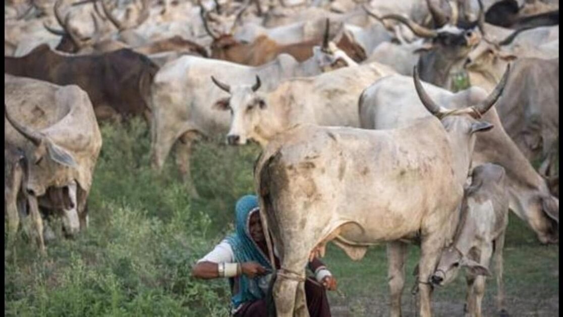 बिहार देशी नस्लों के पशुपालन को बढ़ावा देने के लिए सब्सिडी योजना शुरू करेगा