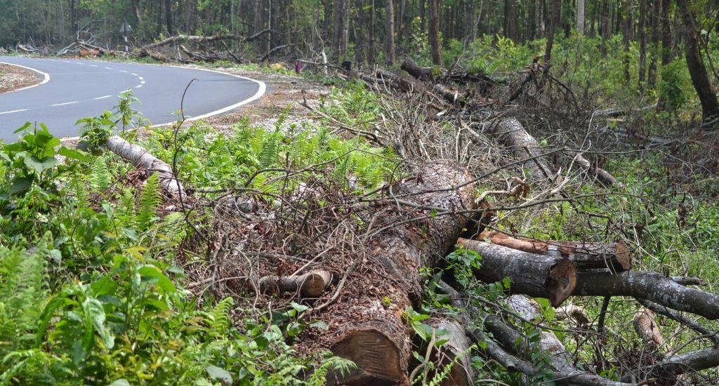 उत्तर बंगाल के लुप्त हो रहे जंगली ऑर्किड
