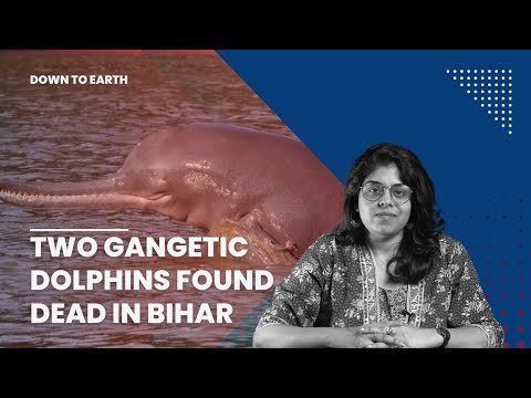 पिछले 3 दिनों में बिहार में गंगा की दो डॉल्फ़िन मृत पाई गईं