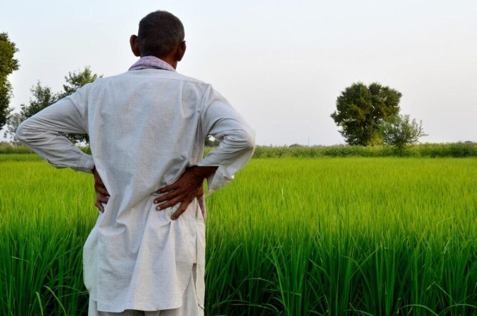 कृषि चार मापदंडों में से एक था जिस पर सीएसई-डीटीई ने 29 भारतीय राज्यों को रैंक किया।  फोटो: आईस्टॉक