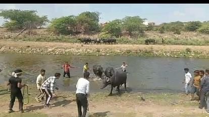 यमुना में भैंस नहलाने की जिद पर आगरा में पकड़ी 17 भैंसें