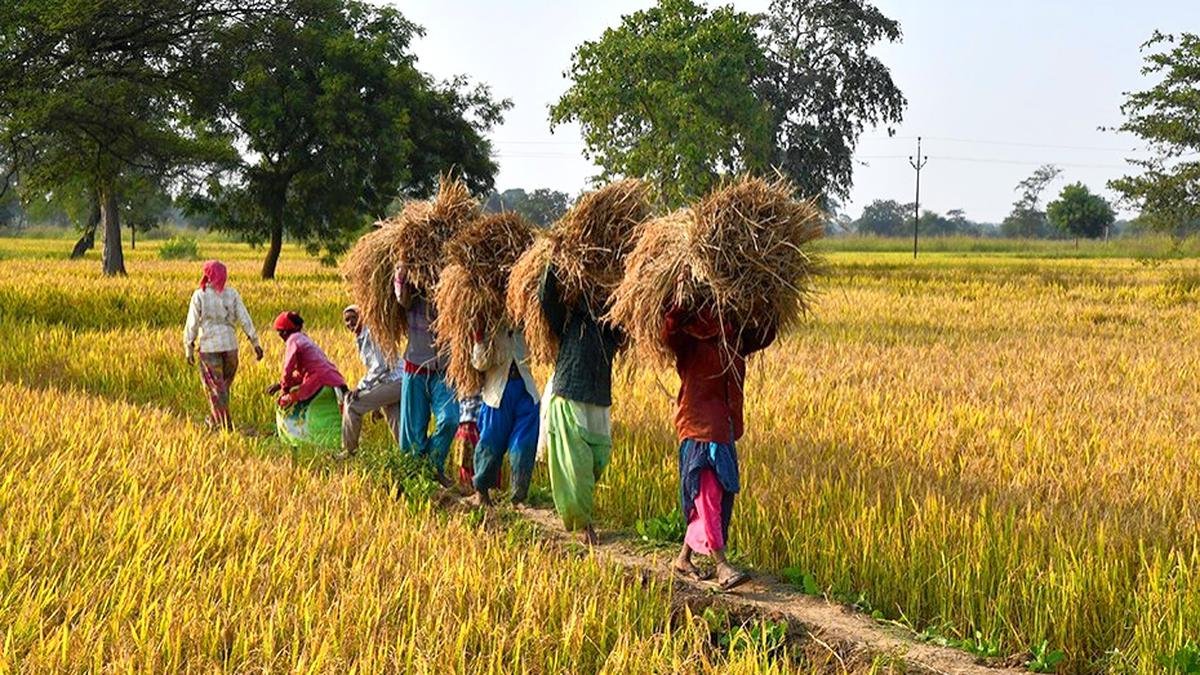 छत्तीसगढ़ सरकार ने लगभग 12 लाख किसानों को बकाया धान बोनस हस्तांतरित किया