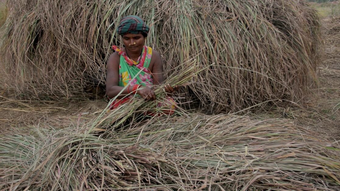 ओडिशा के आदिवासी इलाकों में फैल रही खुशबू