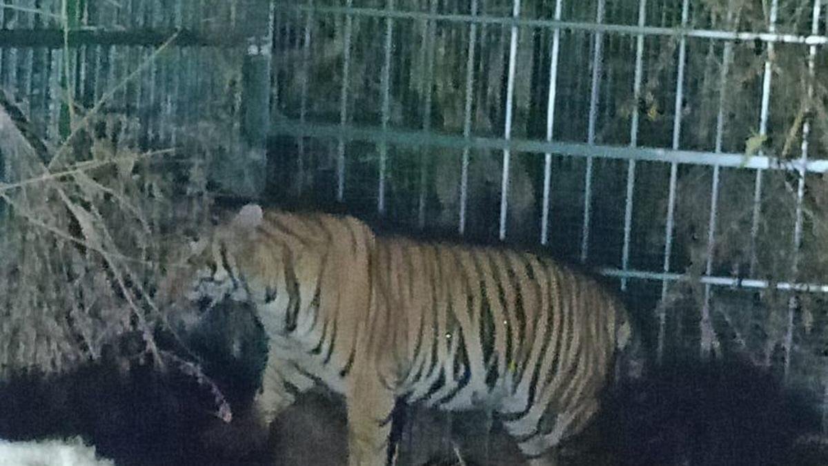 भारत इंटरनेशनल बिग कैट एलायंस स्थापित करेगा