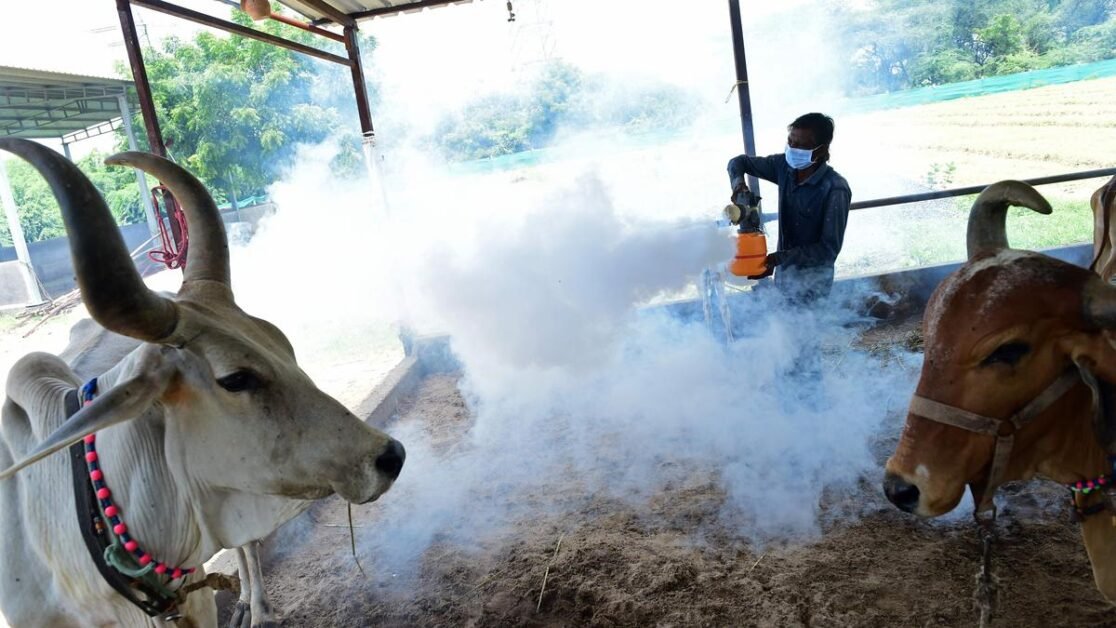 अध्ययन से पता चला है कि भारत में दो अलग-अलग गांठदार त्वचा रोग वायरस फैल रहे हैं